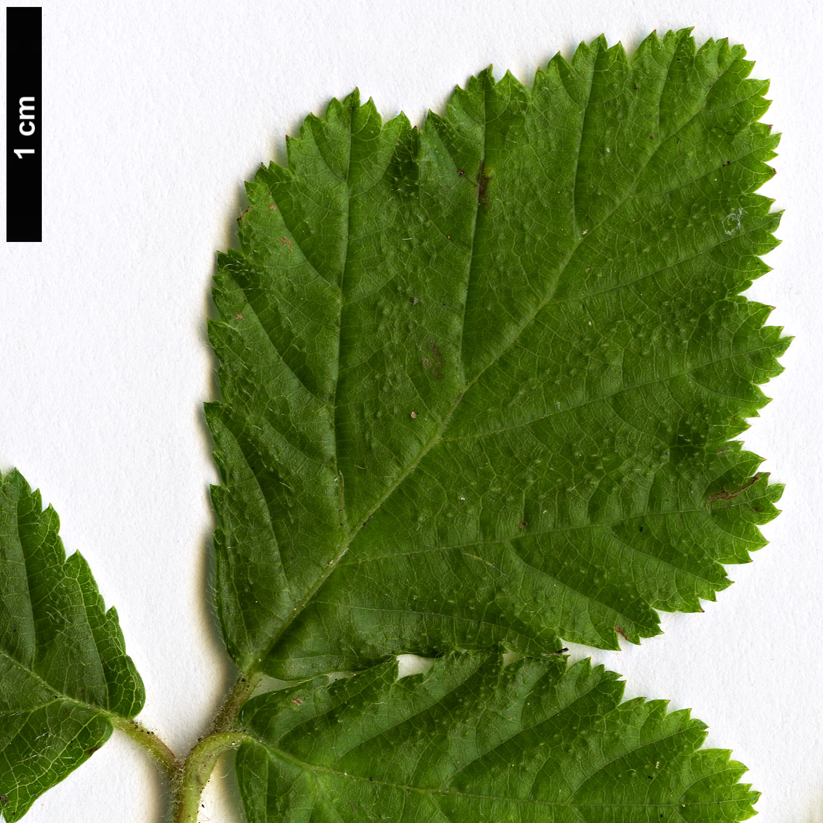 High resolution image: Family: Rosaceae - Genus: Rubus - Taxon: nepalensis